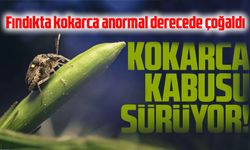 Fındıkta kokarca anormal derecede çoğaldı