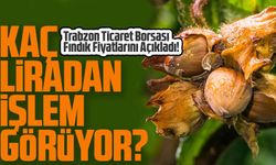 Trabzon'da fındık kaç liradan işlem görüyor? 