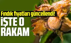 Fındık fiyatları güncellendi!