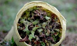 Bugün Fındık Fiyatları Kaç TL Oldu? Güncel Liste Açıklandı