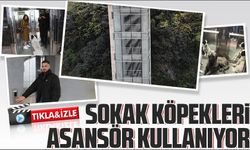 Hopa'da Sokak Köpekleri, Mahalle Arasındaki 50 Metrelik Asansörü Kullanıyor!