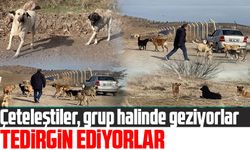 Ankara'da Artan Başıboş Köpek Sürüleri Endişe Yaratıyor: Çocuklar Saldırı Tehlikesi Altında