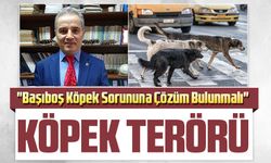 KTÜ Öğretim Üyesi: "Başıboş Köpek Sorununa Çözüm Bulunmalı"