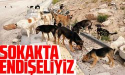 Trabzon'da Artan Sokak Köpeği Sorunu Vatandaşları Endişelendiriyor