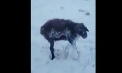 Soğuk Cehennem: Yakutistan'da Koyunlar İç Organları Donarak Cızır Cızır Ederek Öldü