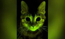 Fosforlu Kediler Gerçek mi? Bilim Dünyasında Çığır Açan Kedi Genetikleri Araştırması
