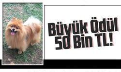 Trabzon'da Kaybolan Köpekler İçin Büyük Ödül: 50 Bin TL!