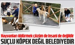TRAYKO Başkanı Lütfiye Tüzük Kurban, son zamanlarda yaşanan sokak köpek saldırılar ile alakalı açıklamalarda bulundu. 
