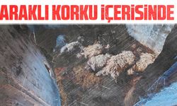 Araklı'da Küçükbaş Hayvan Üreticileri Kurt Saldırılarıyla Mücadele Ediyor; Son Bir Ayda 52 Hayvan Telef Oldu
