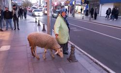 Tekirdağlı 80 Yaşındaki Havva Nine ve Sadık Dostu 'Kadriye' Koyunuyla Göz Kamaştırıyor