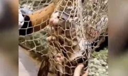 Çin'de Gider Borusuna Sıkışan Kedi, Tazyikli Suyla Kurtarıldı