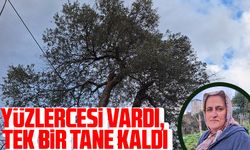 Konakönü Zeytinlerinin Nadir Bir Temsilcisi Osmanlı Dönemine Ait Zeytin Ağacı Tekrar Canlanıyor