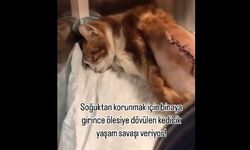 İstanbul Maltepe'de Soğuktan Korunmaya Çalışan Kedi Canice Dövüldü: Vatandaşlar İsyan Etti!