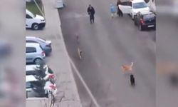 Altındağ İlçesinde Sokak Köpeklerinin Saldırısına Uğrayan Çocuk