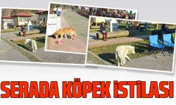 Trabzon'un Sera Vadisi'nde Başıboş Köpek İstilası. Vatandaşlar ve Çocuklar Endişeli