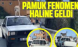 Artvin’in Kemalpaşa ilçesinde sahibinin kamyonetinin tavanında seyahat eden köpek ilçenin maskotu haline geldi