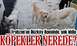 Trabzon’un Düzköy ilçesinde, şok iddia, zabıta köpekleri öldürdü mü?