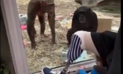 Hayvanat Bahçesinde Şempanze Protez Bacak Görünce Şok Geçirip Arkadaşlarını Çağırdı