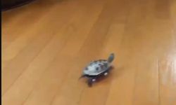 Kaplumbağa Kaykay Kullanmayı Öğrenip Kedileri Kovaladı!
