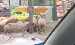 Adana'da Koyun Sürüsünün Zincir Marketi Soydu!