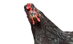 Tavuk Etine Yapılacak Zam Haberi Tüketiciyi Endişelendiriyor; Tavuğun tadını unutturacak zam yolda!
