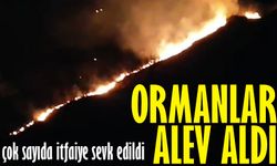Araklı'da Orman Yangını: Halkın Müdahalesi ve İtfaiye Sevkiyatı