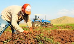 Tarımsal Destek Ödemeleri Çiftçilerin Hesabında: Başvuran alacak