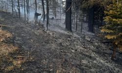 İnebolu'da Orman Yangını: Enerji Nakil Hattı Kıvılcımı Faciaya Yol Açtı!