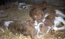 Bafra'da Ahırda 12 Süt Buzağısı ve 1 Kuzu Başıboş Köpekler Tarafından Telef Edildi