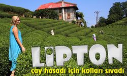 Doğu Karadeniz’de yetişen Türk çayı ile buluşturan Lipton Türkiye, 2024 yaş çay sezonu için kollarını sıvadı
