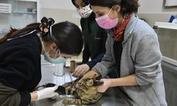 OMÜ Hayvan Hastanesi, Yılın İlk 3 Ayında 6 Bin 580 Hayvana Tedavi Sundu