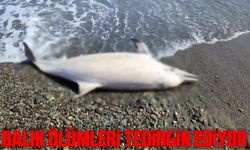 Trabzon'da Artan Yunus Balığı Ölümleri Endişe Veriyor
