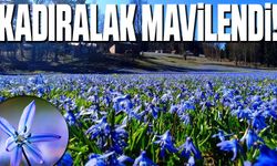 Trabzon'da Kadıralak Yaylası'nda Mavi Yıldız Çiçekleriyle Renk Şöleni