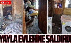 Rize'de Açlıkla Mücadele Eden Ayılar Yayla Evlerine Saldırdı