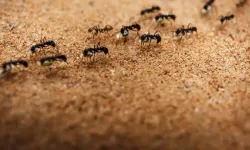 Evdeki karıncaları yok ediyor: Tek bir damlası yok edecek