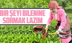 AK Parti Trabzon İl Kadın Kolları Başkanı Ayfer Cihan çay üreticisinin bahçesine girdi