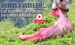 Doğu Karadeniz'de Senegalli Çay İşçileri: Çay Bahçelerinde Yeniden Görülmeye Başladılar