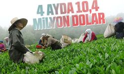 Türk Çayının Dünya Pazarındaki Yükselişi: 4 Ayda 10,4 Milyon Dolarlık İhracat