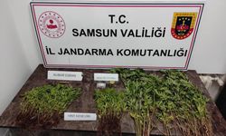 Samsun'da Uyuşturucu Operasyonu: Kenevir Bitkisi ve Esrar Ele Geçirildi