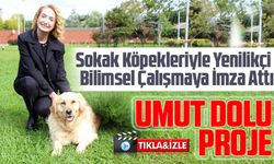 "Sokak köpekleri için umut dolu proje”