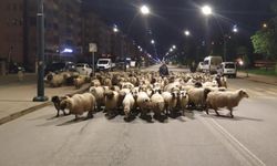 Giresun'da Koyun Sürüleri Yaylalara Yolculuk Ediyor