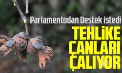 Trabzon Ticaret Borsası'ndan Milletvekillerine Çağrı: Fındık İçin Kahverengi Kokarca ile Mücadeleye Destek İstendi