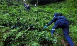 Rize’nin Kalkandere ilçesinde bir kişi çay keserken düşerek yaralandı