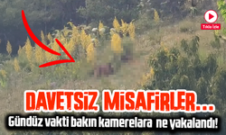 Davetsiz Misafirler Köyü Bastı: Vatandaşlar Kendilerini Torpille Korudu!