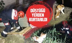 "Trabzon’da Dramatik Kurtarma Operasyonu! Havalandırma Boşluğuna Düşen Yavru Kedi İtfaiye Tarafından Kurtarıldı"