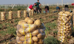 Patates Krizi: Tarlada Kaldı, Fiyatlar Dip Yaptı!