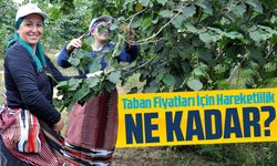 Fındık Taban Fiyatları İçin Kulislerde Hareketlilik: 150 TL Talep Edilecek