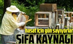 Arıcılar, kaliteli bal üretmek için doğayla iç içe zorlu bir yaşam sürüyor