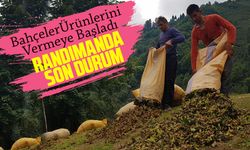 Trabzon'da Fındık Randımanında Son Durum: Örnek Fındık Bahçeleri Ürünlerini Vermeye Başladı