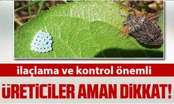 Samsun'da Kahverengi Kokarcayla Mücadele Çağrısı: İlaçlama ve Kontrol Önemli